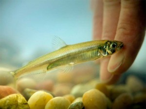 Photo of Delta smelt courtesy of California Department of Water Resources