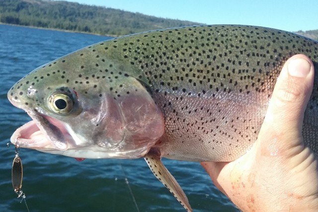 This beautiful Lake Davis rainbow jumped all over a small gold Kastmaster.