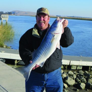 Delta Stripers: The Basics Of Fall Bait Fishing