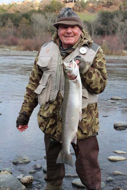 Steelhead numbers strong on Northern California's American River