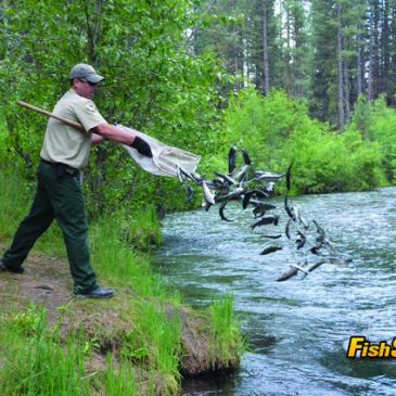 Is There A California Trout Shortage? The CDFW Comes Clean!