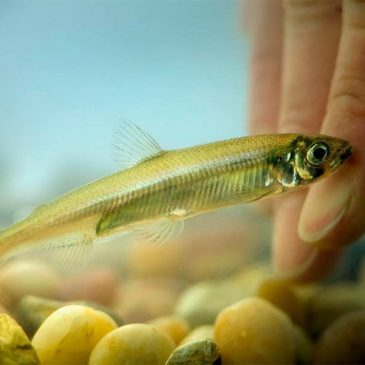 Delta smelt population plunges to new record low