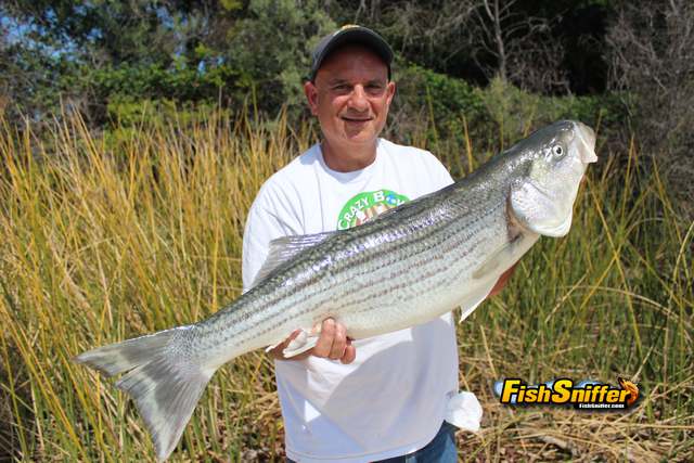 Spring Striper Fishing Is Great In Rio Vista Region