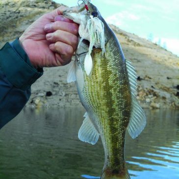  Spinnerbaits Are Prime Lures For Spring Bass