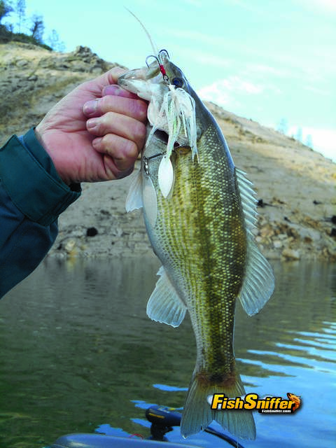 Spinnerbaits Are Prime Lures For Spring Bass