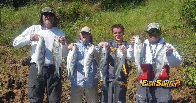 Feather River Striped Bass Action Sizzles