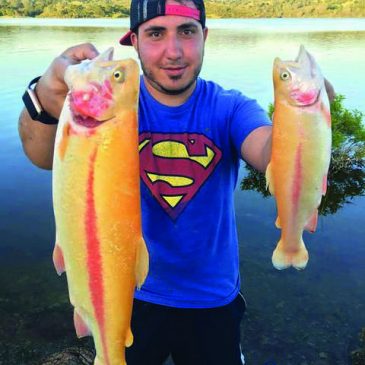Lake Amador and Pardee Trout, River Stripers Highlight Spring Fishing