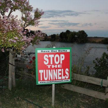 Greenwashing Extinction: The Links between Delta Tunnels Plan and MLPA Initiative