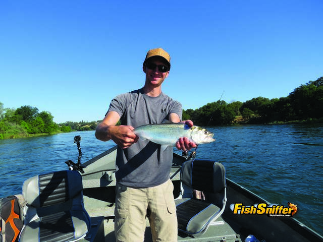 Tom O’Brien landed and released his first ever shad during a morning of American River drift boat fishing on Monday, June 6.