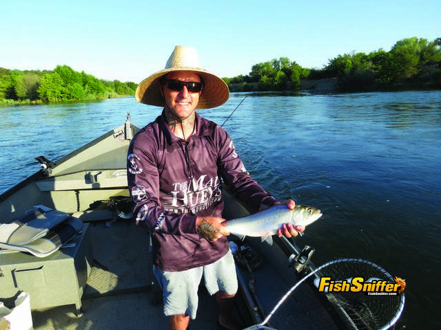 Cameron Beck of American River Charters put the Fish Sniffer Team on big numbers of American River shad during a fishing and video shooting expedition on June 6.