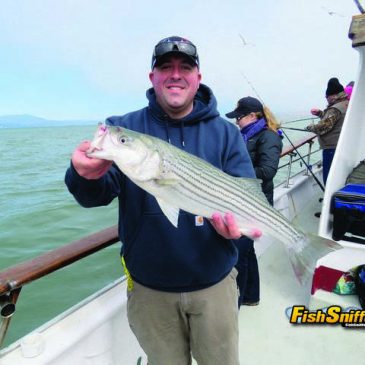 Fish Sniffer Readers Smack Feather River Stripers!