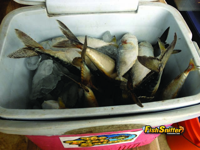 This is a shot of Fish Sniffer editor Cal Kellogg’s cooler at the start of a lingcod trip packed with a combination of frozen Spanish mackerel and sardines. Dead baits such as these work great when mooched just off the bottom, particularly when the drift is fairly brisk.