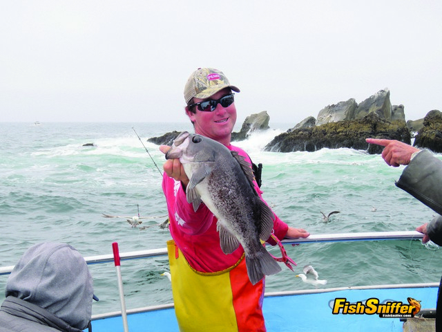 Happy Hooker deckhand, Mike Verrone displays a big shallow water black rockfish that blitzed a live anchovy during the July 14 Cal Kellogg School of Fishing coastal rockfish adventure.