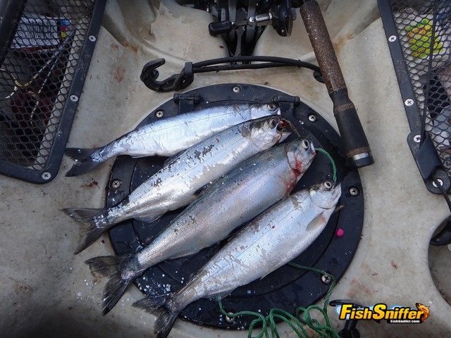 In addition to his monster mackinaw, Mayes also rounded up these tasty Bucks Lake kokanee.