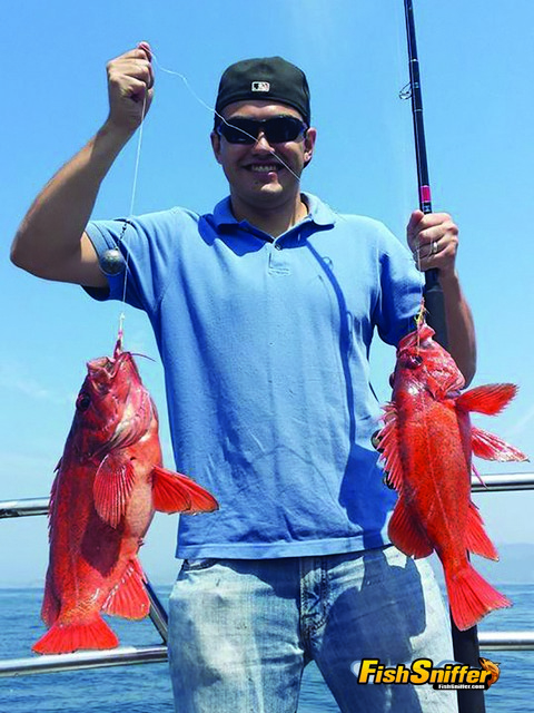 Two hooks and two big vermilion rockfish. Shrimp flies aren’t new technology, yet they remain one of the most effective tools you can use for rounding up a limit of tasty rockfish.