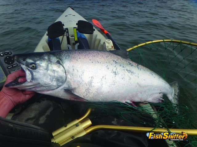 Welcome aboard! An impressive Humboldt Bay king salmon slides into Chris Mayes’s kayak on August 1.