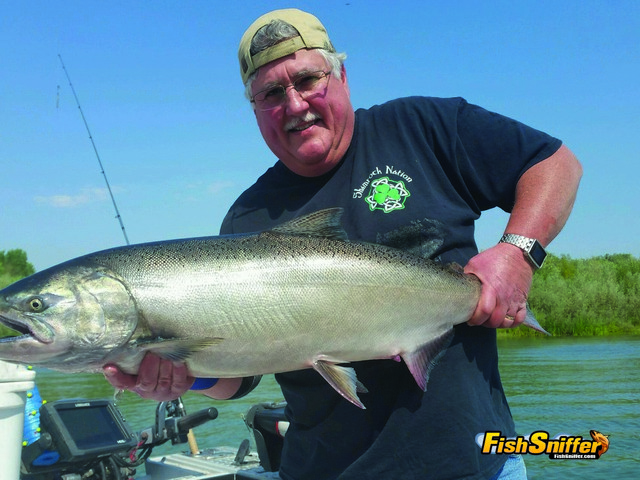 Yes, big king salmon do swim the Sacramento River. This happy angler scored during an August trip with Captain Kirk Portocarrero. Unfortunately, when the Fish Sniffer crew hit the river with Kirk the bite shut down and no salmon were harmed!