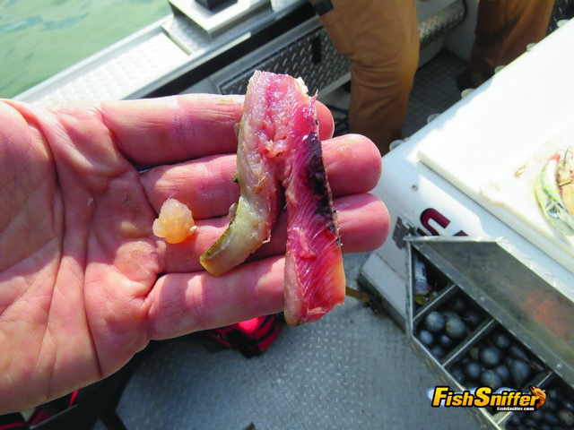 Most anglers know that salmon plugs are most effective with a sardine wrap applied to the plug’s belly, but adding a small chunk of crawfish meat over the top of the sardine is a secret used by some of the state’s most talented guides. Pictured here is a properly trimmed sardine fillet alongside an appropriately sized piece of crawfish meat.