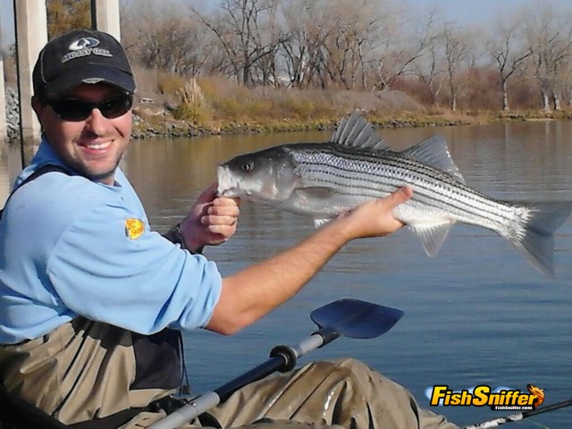 Fish Sniffer staffer Wes Ward with a keeper striper caught trolling at the Port of Sacramento.