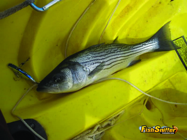 This pansize bass fell for a traditional ½ ounce blue and silver Rat-L-Trap. The shape of Rat-L-Traps closely matches the threadfin shad that represent the primary forage of Delta stripers and the bait’s internal rattles draws bass in from great distances.