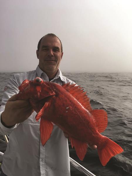 Big rockfish have been the rule for anglers fishing beyond the Golden Gate aboard the Sea Wolf. This big vermilion came over the rail.