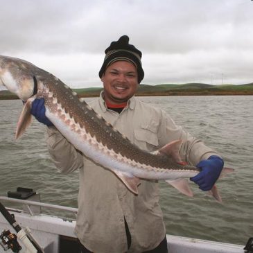 Stripers With A Large Sturgeon: The Delta Combo Deal