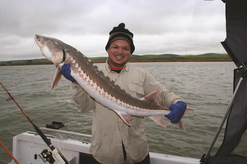 RJ fooled this impressive sturgeon on a lamprey/night crawler combo while fishing the West Delta.