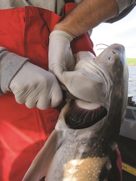 When you catch a keeper size sturgeon or striped bass and you decide to keep the fish for the table, the first thing you want to do is bleed the fish. There are several different ways to accomplish this, but the simplest approach is to simply cut the gills. This will cause the fish to bleed out and expire quickly.
