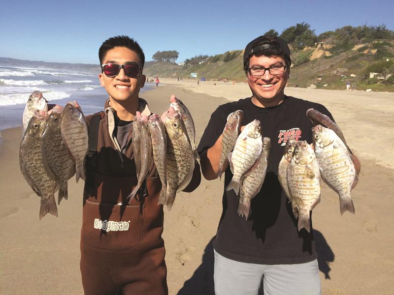 These anglers enjoyed great surf fishing action, loading up on nice collection of ocean perch. There are 23 different varieties of surfperch. All them fight hard when hooked and provide excellent eating.