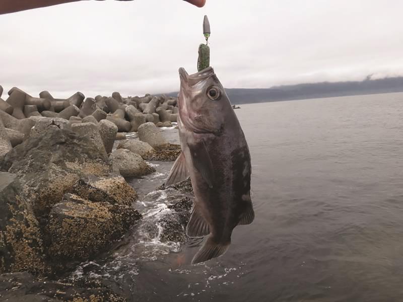 This pansize black rockfish was lurking along a jetty and couldn’t lay off a squid strip presented on a Carolina style bait fishing rig. While there is a closed season on rockfish in California while fishing from a boat, you can rope rockfish off the shoreline all year long.