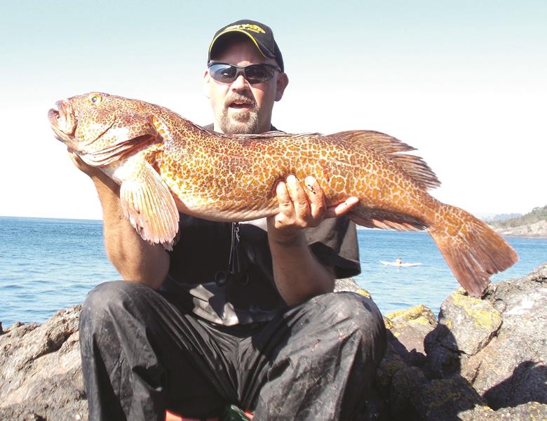 This shore angler got a big thrill when this huge 20 plus pound lingcod shot out of the rocks and grabbed his swimbait. Big lingcod like this fish represent the pinnacle of success for saltwater shore anglers here in California. Swimbaits are likely your best option for hooking a big ling, but they will gobble natural baits too.