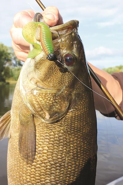 This smallmouth couldn’t lay off a 3 inch grub, worked on a jighead. When bass fishing with a jig and grub, the bait can be tossed out and slow rolled back like a mini-swimbait to imitate baitfish, or it can be hopped along the bottom with plenty of pauses to imitate a crawfish.