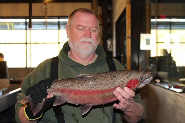 Gary Novak, Nimbus Fish Hatchery Manager, displays a colorful Coleman Hatchery strain steelhead.