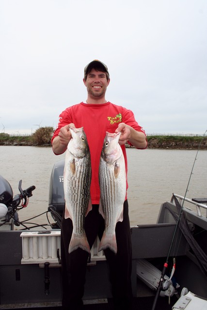 Fish Sniffer field editor Jack Naves rounded up this limit of stripers during a mid-March trolling adventure in the West Delta. 