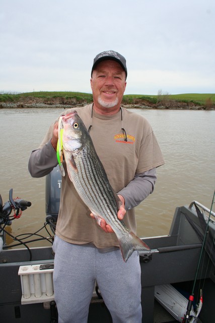 Jim Brittain used a deep running Yo-Zuri to fool this striper while trolling the Delta this spring. With most of the weeds flushed out of the system by big winter rains, Yo-Zuri minnows have been the lure of choice for most anglers targeting spring run bass.