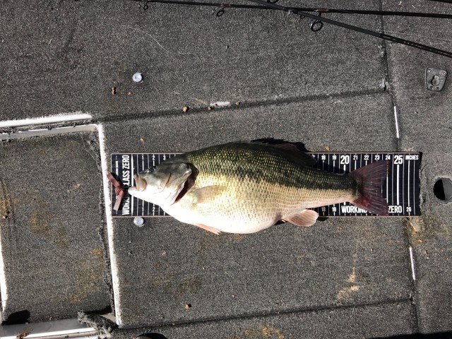 Nick Dulleck’s pending world record spotted bass measured 24.5 inches in length and 20.75 inches in girth, making it an exceptionally fat and healthy fish.  