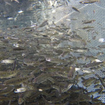 Breaking: Pump Failure Kills Fall-Run Chinook Salmon at Feather River Fish Hatchery – Thermalito Facility