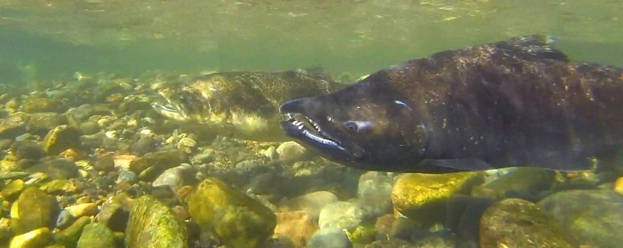 New Report: Extinction Likely for Majority of California’s Native Trout and Salmon
