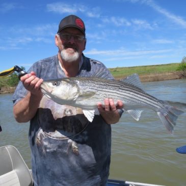 Fish Sniffer Readers Smack Feather River Stripers!