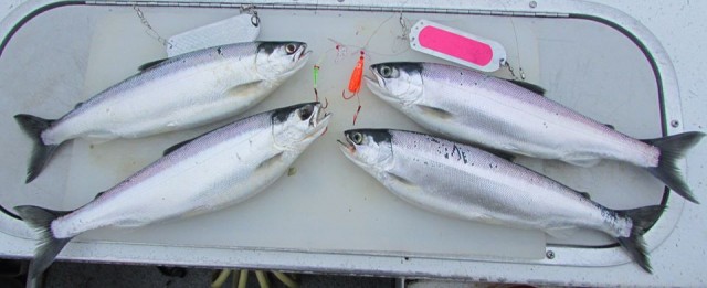 This quartet of chrome bright kokanee were caught on tackle from Mack’s Lure. The Mack’s Double D dodgers shown here have a traditional dodger action, but with four separate attachment points this dodger can be used somewhat like an underwater planer, steering your line away from the boat and other rigs.