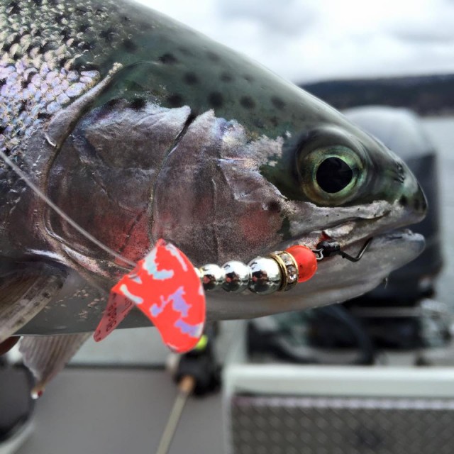 Snelled spinners are winners when it comes to hooking both kokanee and trout. This rainbow pounced on a Mack’s Lure Wedding Ring Spinner equipped with a Smile Blade. 