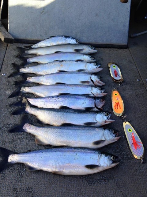 These kokanee were harvested using Paulina Peak dodgers paired with Paulina Peak Micro Hoochies. Paulina Peak Tackle, headquartered in Reno, Nv., has gained a following quickly across northern and central California and is garnering rave reviews from both guides and anglers.