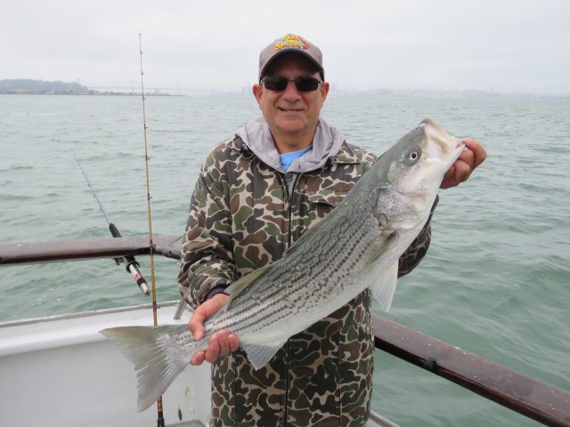Dan landed several stripers while fishing under the Golden Gate Bridge including this husky fish.