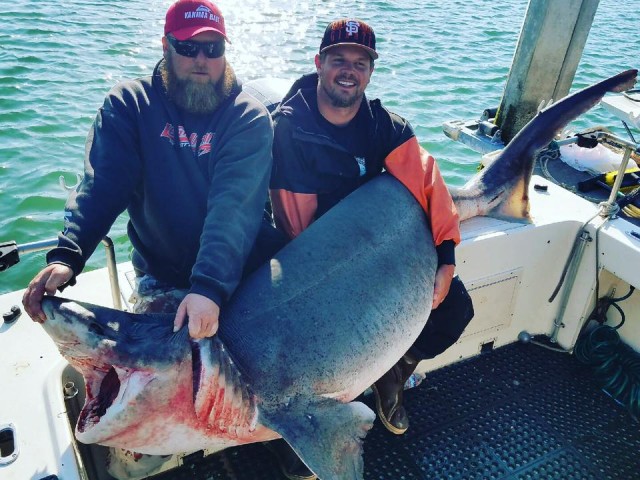 John Mcgee (left) boated this massive 342 pound S.F. Bay sevengill shark this July. The fish was weighed on a certified scale and will likely be certified as a new world record.