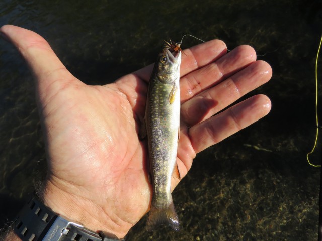 The brook trout that inhabit the streams of the northern Sierras and southern Cascades are seldom large, but they make up for their lack of size with incredible beauty. This hungry Deer Creek brook trout gobbled a dry fly with gusto!