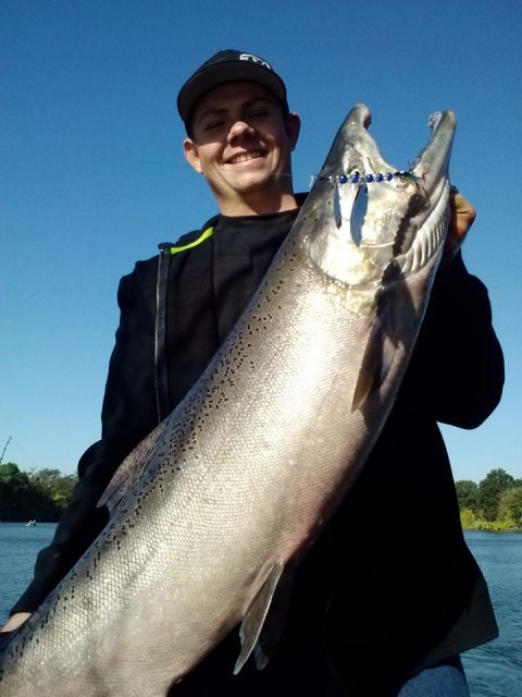 Jordan pulled this beautiful 20 lb salmon out of the Sacramento River while trolling a Shasta Tackle Scorpion Spinner along the bottom. Both natural baitfish colored spinners and highly colorful spinners catch fish depending on the day, so it makes sense to arm yourself with some of each.