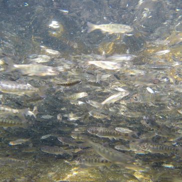 Thousands of Steelhead Planted In Thermalito Afterbay