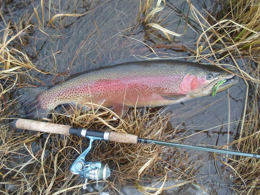 Three Little Lures that Catch Big Trout