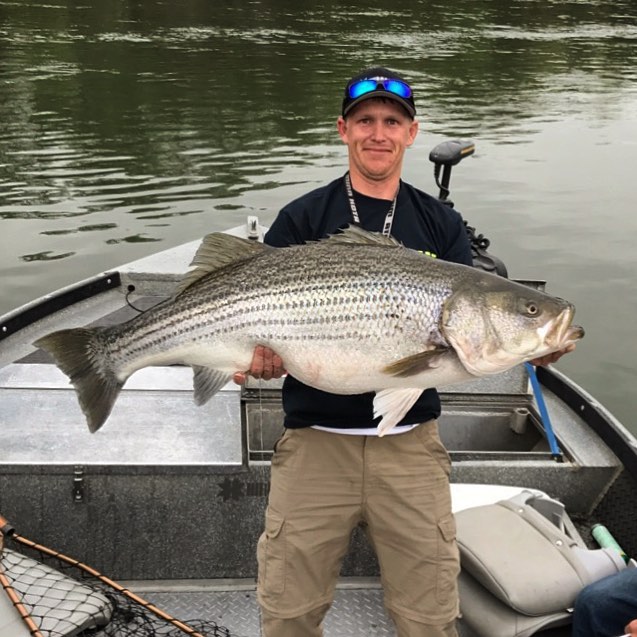 Angler Hooks and Releases Giant 57.10 Lb. Striper on Sacramento