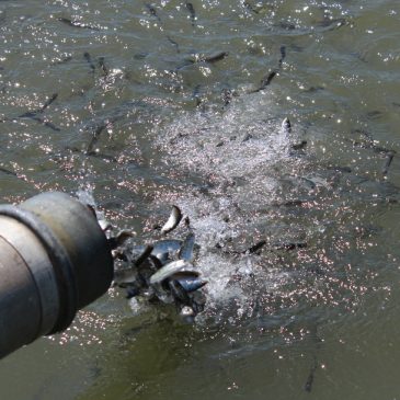 One million salmon released into Sacramento River, but pulse flow request rejected